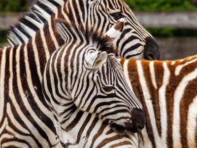 Steppezebra - De Zonnegloed - Dierenpark - Dieren opvangcentrum - Sanctuary